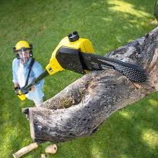 Trusted Keansburg, NJ Tree Care Experts