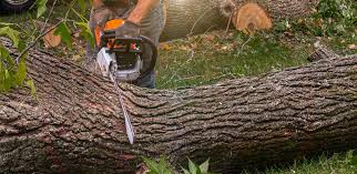 Best Tree Maintenance Programs  in Keansburg, NJ