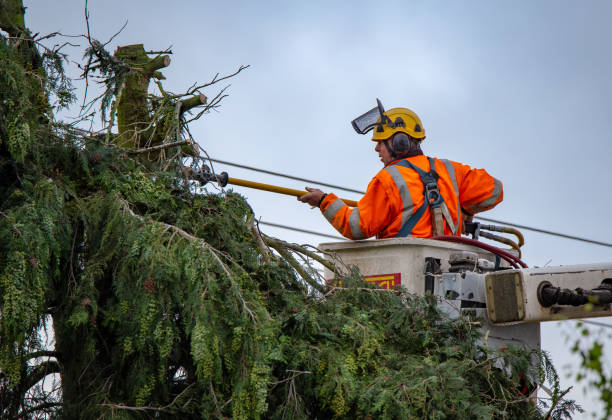 Best Emergency Tree Removal  in Keansburg, NJ