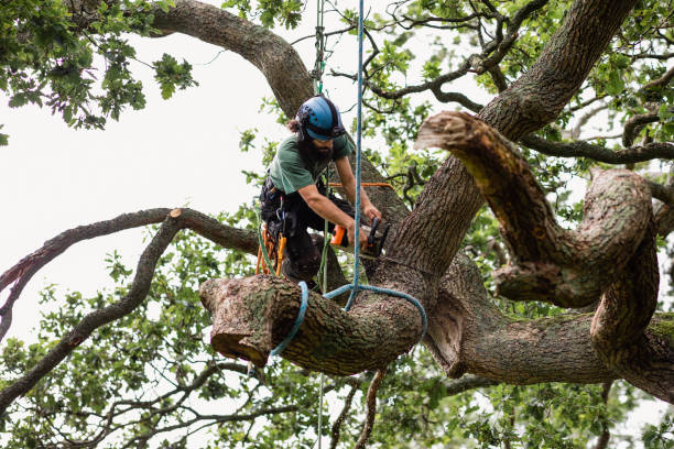 Best Commercial Tree Services  in Keansburg, NJ